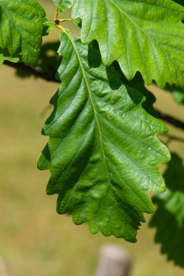 Quercus muehlenbergii - dub muehlenberguv - list léto